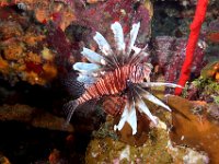Lionfish Cayman Brac